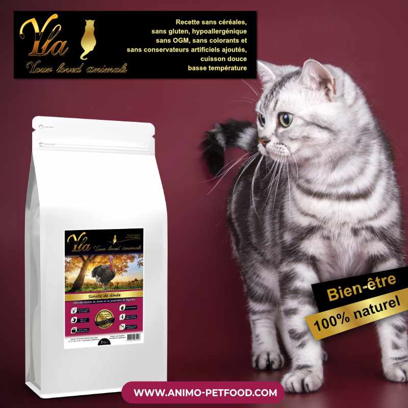 croquettes-chat-avec-allergies-alimentaires